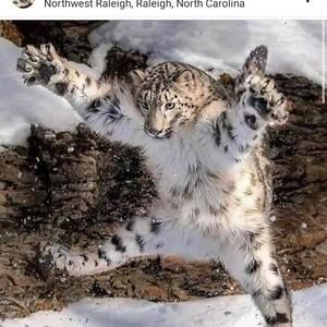 Meet your Posher, Muslim king raafi